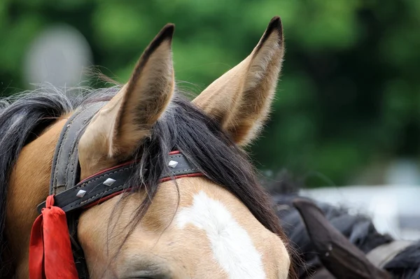 Imágenes de cerca de las orejas de un caballo . —  Fotos de Stock