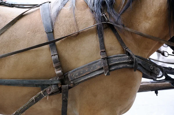 Cavalos de esportes em munição antes de competições. Retrato de um s — Fotografia de Stock