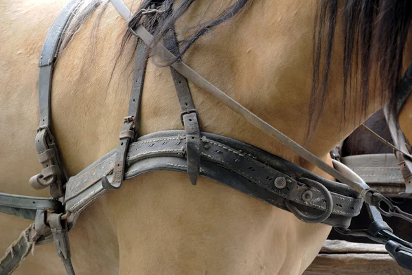 Cavalos de esportes em munição antes de competições. Retrato de um s — Fotografia de Stock