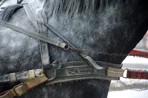 Chevaux de sport en munitions avant les compétitions. Portrait d'un s — Photo