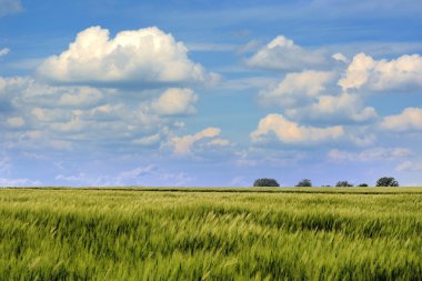Gökyüzü ve yeşil otlarla dolu yaz manzarası