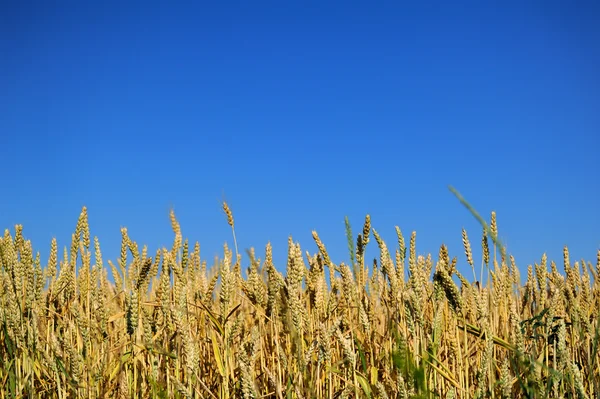 Weizen- und Sonnenfeld — Stockfoto