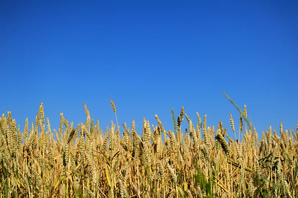 Field of wheat and sun — Stock Photo, Image