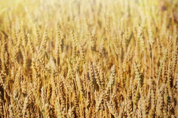 小麦和太阳领域 — 图库照片