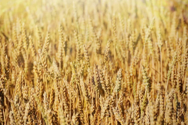 Weizen- und Sonnenfeld — Stockfoto