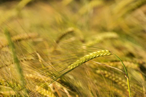 在夏季的一天中的翻录小麦耳朵的特写 — 图库照片