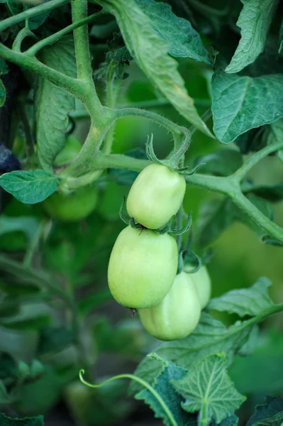 Tomates verdes em árvore de tomate — Fotografia de Stock