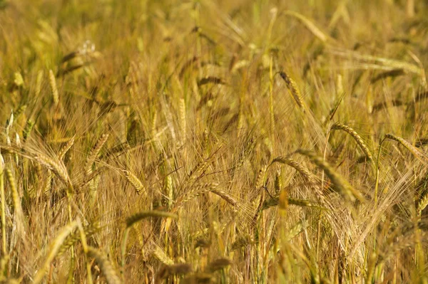 Close-up of a ripping wheat ear in summer day — Stock Photo, Image