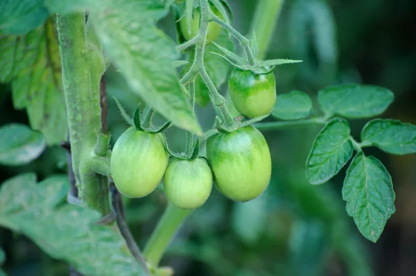 Gröna tomater på tomat träd — Stockfoto