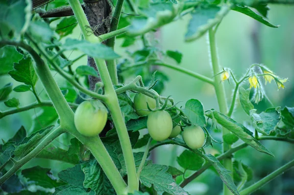 Tomates verdes em árvore de tomate — Fotografia de Stock