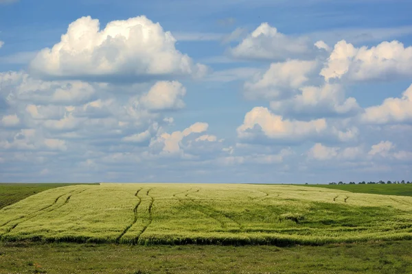 Paisaje de verano con cielo y hierba verde —  Fotos de Stock