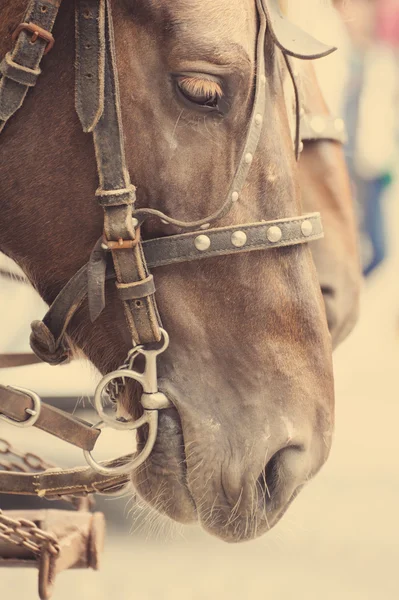 Nariz de cavalo ou focinho — Fotografia de Stock