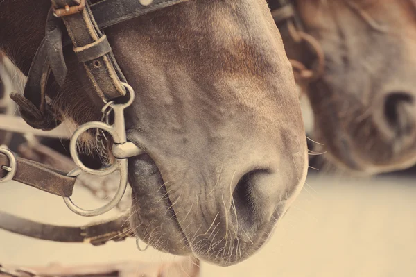 Nariz de cavalo ou focinho — Fotografia de Stock