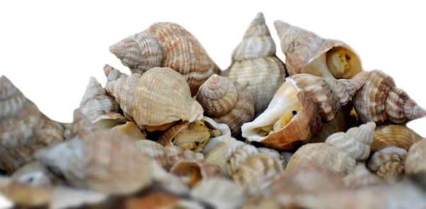 Sea shell on a plate — Stock Photo, Image