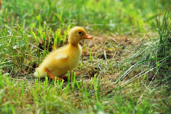 Little yellow duckling — Stock Photo, Image