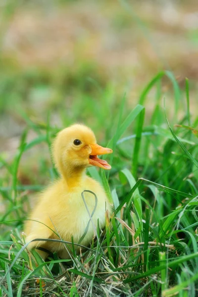 Pequeño patito amarillo —  Fotos de Stock