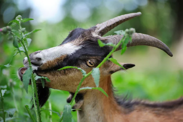 Goat in meadow. Goat herd — Stock Photo, Image