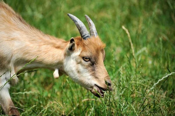 Goat in meadow. Goat herd — Stock Photo, Image