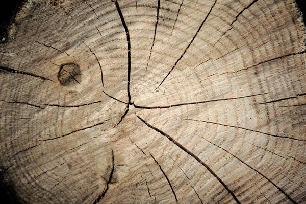 Fundo de corte de madeira — Fotografia de Stock