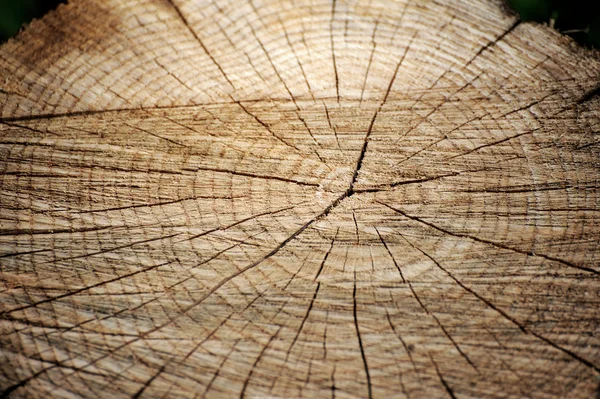砍木头背景 — 图库照片