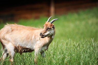 Çayırda keçi. keçi sürüsü