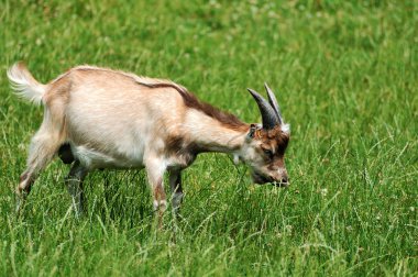 Çayırda keçi. keçi sürüsü