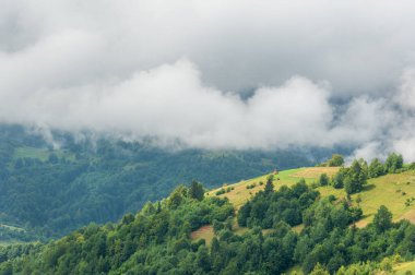 Sabah dağlarda sis var. Orman, doğa..