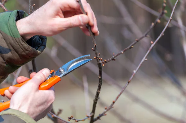 Season Pruning Trees Farmer Looks Orchard — Stock Photo, Image