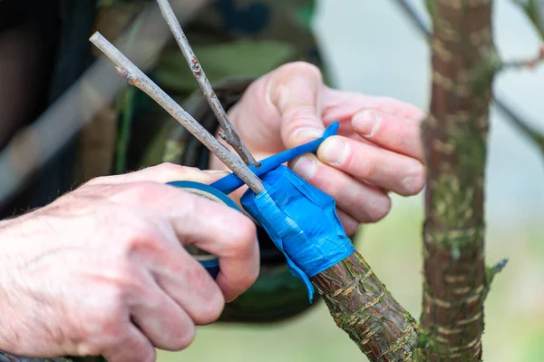 Season Pruning Trees Farmer Looks Orchard — Stock Photo, Image