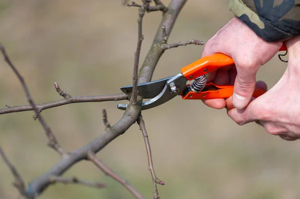 Season Pruning Trees Farmer Looks Orchard — Stock Photo, Image