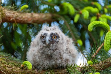 Ormandaki bir ağaç dalında küçük uzun kulaklı bir baykuş oturuyor. Ormanda uzun kulaklı baykuş