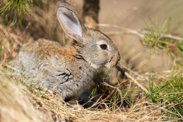 Кролячий Зайчик Дивлячись Фоні Трави — стокове фото