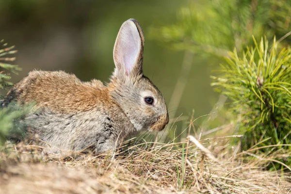 Kanin Hare Medan Tittar Dig Gräs Bakgrund — Stockfoto