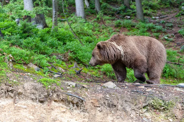 Medvěd Hnědý Latin Ursus Arctos Lese Pozadí Volně Žijících Živočichů — Stock fotografie