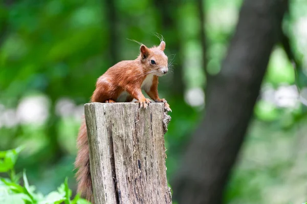 Red Squirrel Perched Tree Stump Green Bcakground — Stock Photo, Image