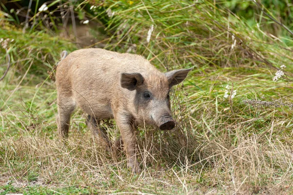 Pequeño Cerdo Salvaje Bosque Sucio Cerdo Salvaje Bosque Verano —  Fotos de Stock