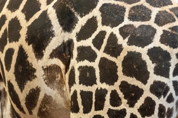 Afrika Zürafasının Desenli Kürk Dokusunun Hayvan Derisi — Stok fotoğraf