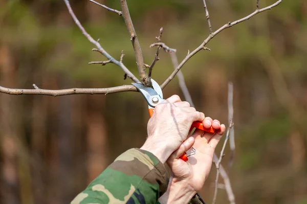 Seizoen Snoeien Van Bomen Boer Zorgt Voor Boomgaard — Stockfoto