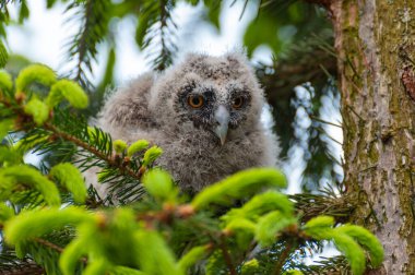 Ormandaki bir ağaç dalında küçük uzun kulaklı bir baykuş oturuyor. Ormanda uzun kulaklı baykuş