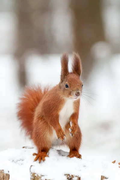 Porträt Von Eichhörnchen Aus Nächster Nähe Vor Weißem Schnee — Stockfoto