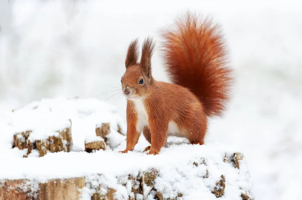 Portrait Squirrels Close Background White Snow — Stock Photo, Image