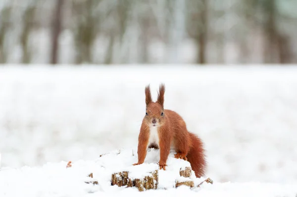 Porträt Von Eichhörnchen Aus Nächster Nähe Vor Weißem Schnee — Stockfoto