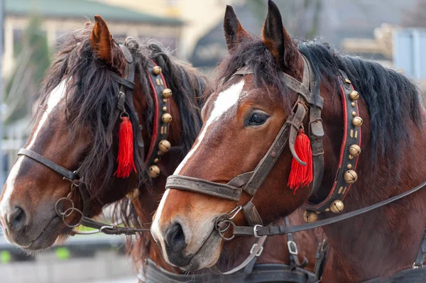 鐘の付いたハーネスに馬のペア 観光客のための遠足 — ストック写真