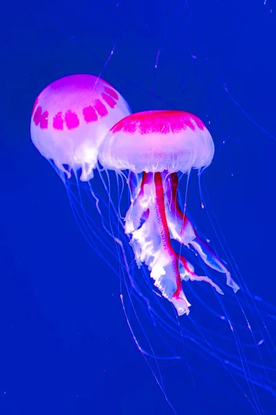 Zeeleven Van Dichtbij Geschoten Kwallen Drijvend Een Heldere Watertank Stockfoto