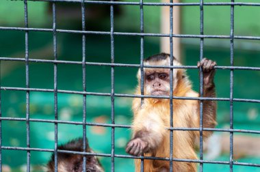 Vahşi hayvanlar. Üzgün bakışlı bir maymun metal kafesin arkasında oturur.