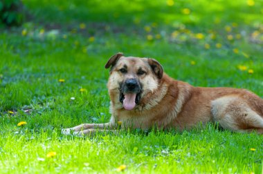Bir köpeğin portresi. Yeşil çimlerin üzerine yakın plan.