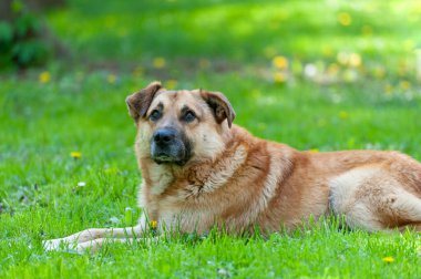 Bir köpeğin portresi. Yeşil çimlerin üzerine yakın plan.