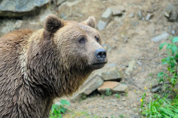 Wild Brown Bear Ursus Arctos Στο Δάσος Άγρια Ζώα — Φωτογραφία Αρχείου