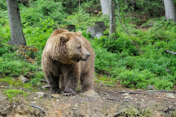 Urso Castanho Selvagem Ursus Arctos Floresta Animais Selvagens — Fotografia de Stock