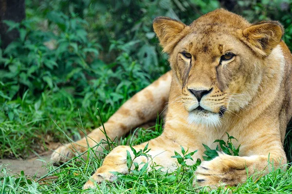 Gros Plan Image Lion Portrait Une Lionne Relaxant Sur Herbe — Photo